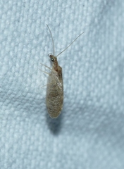 Sympherobius pygmaeus