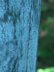 Chaenothecopsis debilis