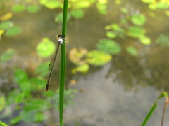 Agriocnemis femina oryzae