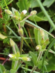 Cerastium pusillum