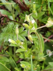 Cerastium pusillum