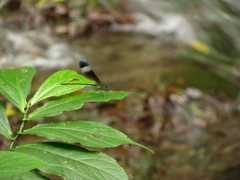 Psolodesmus mandarinus