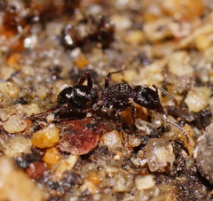 Rhytidoponera victoriae