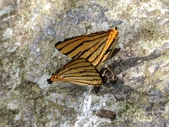 Dodona adonira