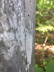 Chaenothecopsis debilis