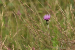 Cirsium filipendulum