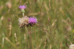 Cirsium filipendulum