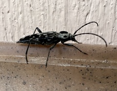 Sarosesthes fulminans