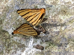 Dodona adonira