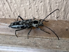 Sarosesthes fulminans