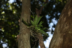 Peristeranthus hillii