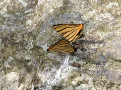 Dodona adonira