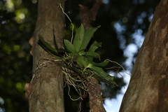 Peristeranthus hillii