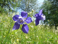 Aquilegia alpina