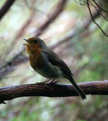 Erithacus rubecula rubecula