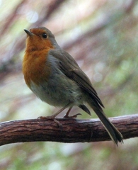 Erithacus rubecula rubecula