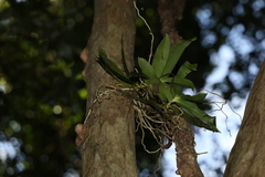 Peristeranthus hillii