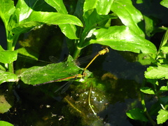 Ceriagrion fallax