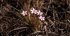 Oxalis polyphylla