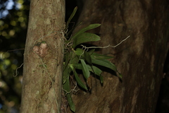 Peristeranthus hillii