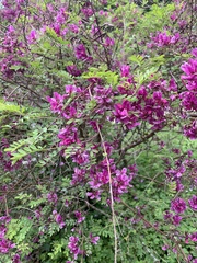 Indigofera himalayensis