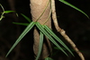 Narrow-leaved Silkpod - Photo (c) Greg Tasney, some rights reserved (CC BY-SA), uploaded by Greg Tasney