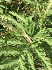 Pseudochorthippus parallelus
