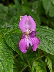 Impatiens puberula