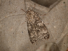 Acronicta megacephala