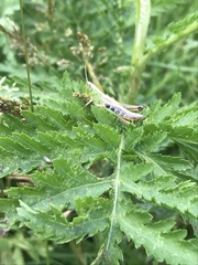 Pseudochorthippus parallelus