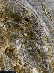 Echinolittorina punctata