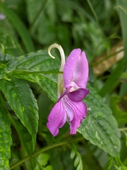 Impatiens puberula