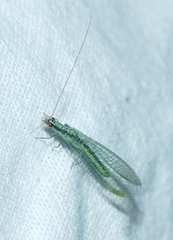 Chrysopa dorsalis