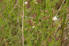 Galium debile