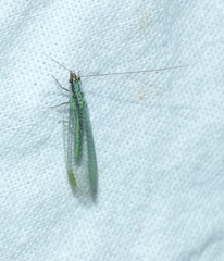 Chrysopa dorsalis