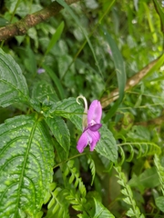 Impatiens puberula