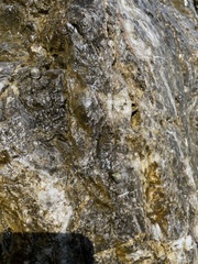 Echinolittorina punctata