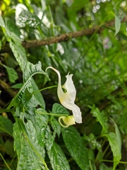 Impatiens puberula