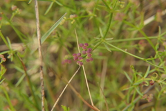 Galium debile