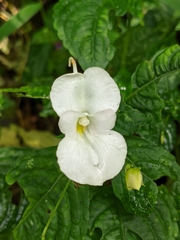 Impatiens puberula