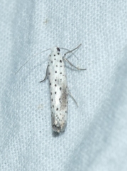 Yponomeuta irrorellus