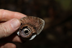 Pedinogyra rotabilis