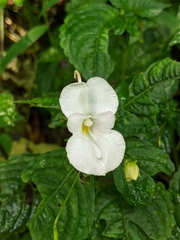 Impatiens puberula
