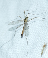 Nephrotoma cornicina