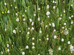 Bistorta macrophylla