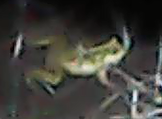 Pelophylax perezi