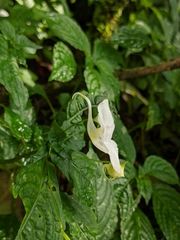 Impatiens puberula