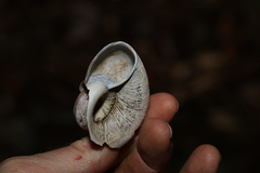 Pedinogyra rotabilis