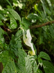 Impatiens puberula