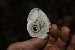 Pedinogyra rotabilis